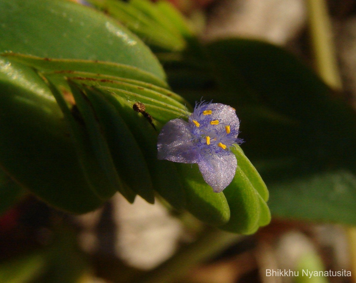 Cyanotis cristata (L.) D.Don